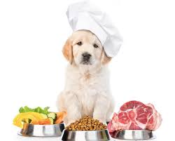 غذای ممنوعه برای سگ