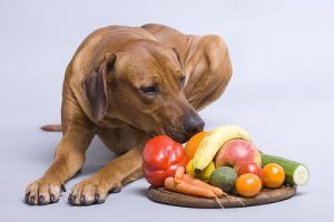 لیست غذاهای مفید برای سگ خانگی