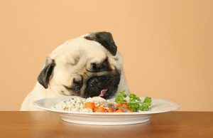 لیست غذاهای مفید برای سگ خانگی