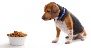 انواع غذای سگ