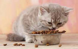 غذای رویال کنین بچه گربه