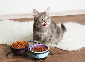 آیا گربه ها می توانند غذای سگ بخورند؟