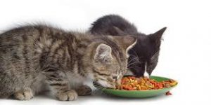 بهترین غذا برای گربه‌های مسن چیست؟