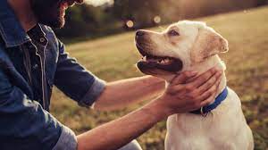 کمک به اضطراب سگ: چگونه یک سگ مضطرب را آرام کنیم