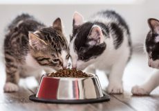 آیا گربه ها به غذای پر پروتئین گربه احتیاج دارند؟