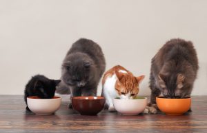 آیا گربه ها به غذای پر پروتئین گربه احتیاج دارند؟
