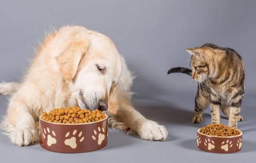 آیا گربه ها می توانند غذای سگ بخورند؟