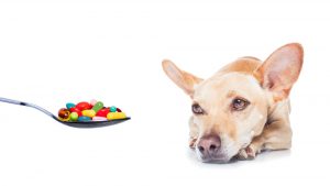 دارو ها برای اضطراب سگ