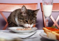 نحوه محاسبه میزان غذای مرطوب برای تغذیه گربه
