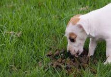چرا سگ ها مدفوع می خورند؟