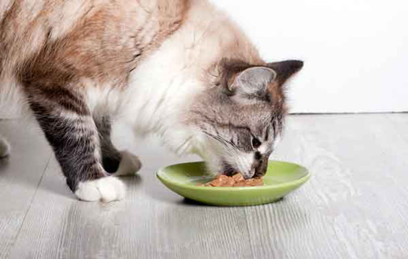 چقدر باید به گربه خود غذا بدهم؟