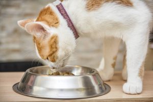 چقدر باید به گربه خود غذا بدهم؟