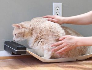 چگونه می توانید تشخیص دهید گربه اضافه وزن دارد؟