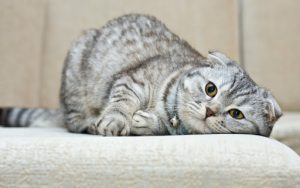 رژیم غذایی گربه: چگونه به گربه خود کمک کنیم لاغر شود
