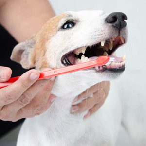 5 دلیل اهمیت مراقبت از دندان سگ ها