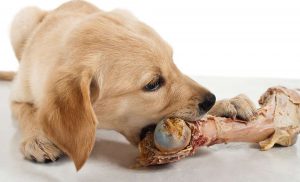 آیا تغذیه سگ با استخوان صحیح است؟آیا تغذیه سگ با استخوان صحیح است؟