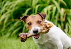 آیا تغذیه سگ با استخوان صحیح است؟