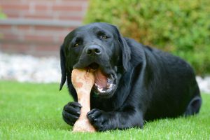 آیا تغذیه سگ با استخوان صحیح است؟