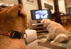 آیا سگ ها می توانند تلویزیون ببینند؟