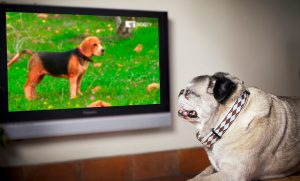آیا سگ ها می توانند تلویزیون ببینند؟