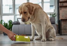 تفاوت بین غذای های مخصوص سگ های بالغ و توله سگ ها در چیست؟