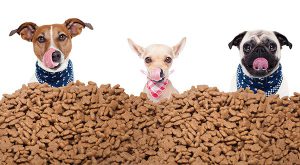 تفاوت بین غذای های مخصوص سگ های بالغ و توله سگ ها در چیست؟