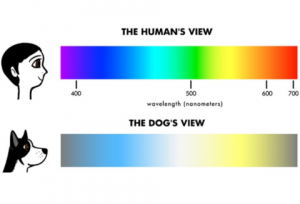 سگ ها چه رنگ هایی را می بینند؟