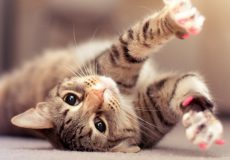 چرا گربه ها برای صاحبان خویش هدیه می آورند؟