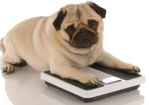 چطور می توانم وزن سگم را کم کنم؟
