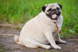 چطور می توانم وزن سگم را کم کنم؟