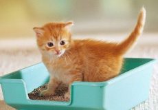 ۱۰ راه برای اینکه گربه شما خارج از جعبه خاک دستشویی نکند