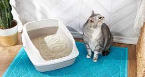۱۰ راه برای اینکه گربه شما خارج از جعبه خاک دستشویی نکند