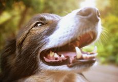 ۵ حقیقت جالب در مورد دندان سگ ها