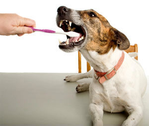 ۵ حقیقت جالب در مورد دندان سگ ها