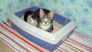 آموزش استفاده از ظرف خاک به بچه گربه