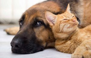 بیماری های دستگاه ادراری در گربه و سگ