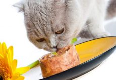 رژیم غذایی مناسب گربه