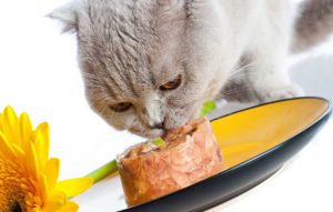 رژیم غذایی مناسب گربه
