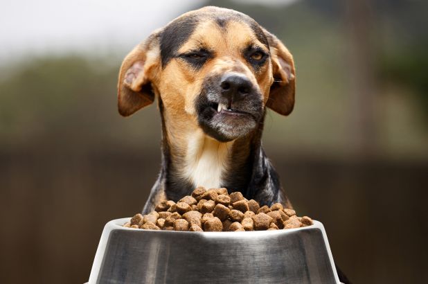 طریقه مصرف غذای سگ